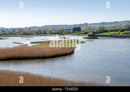 Seaton zone umide, seduto accanto al fiume Ax nella valle di Ax, Devon, Inghilterra, Regno Unito Foto Stock