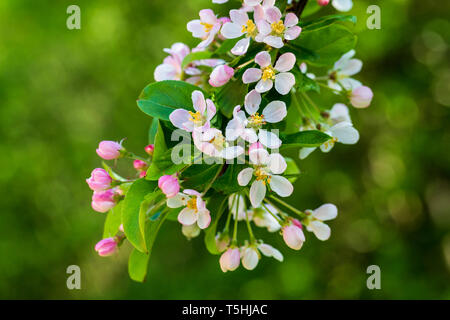 Close-up di primavera Crabbe Apple Blossom Foto Stock