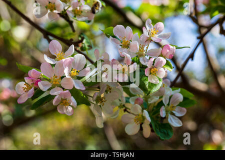 Close-up di primavera Crabbe Apple Blossom Foto Stock