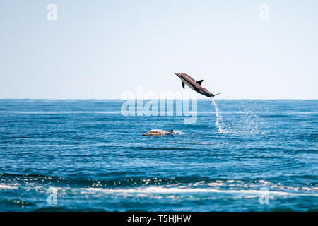 A lungo becco delfino comune (Delphinus capensis) salta sopra un altro dolphin al largo della costa della Baja California, Messico. Foto Stock