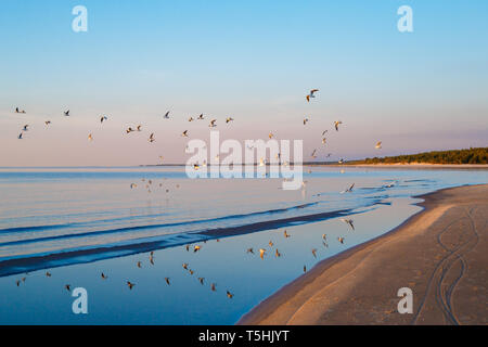 Bel tramonto con il Gregge di gabbiani sorvolano il mare a Jurmala, Lettonia Foto Stock