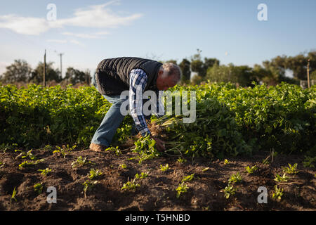 Senior agricoltore maschio holding rafano raccolte in una giornata di sole Foto Stock
