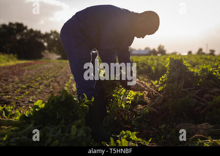 L'agricoltore maschio holding rafano raccolte in una giornata di sole Foto Stock