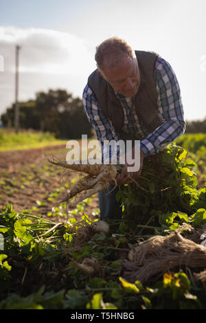 Senior agricoltore maschio holding rafano raccolte in una giornata di sole Foto Stock