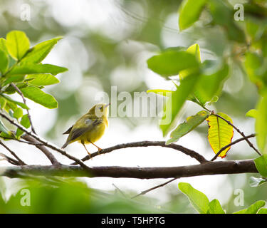 Trillo giallo (Setophaga petechia) uccello su un ramo durante la migrazione su Panama Foto Stock