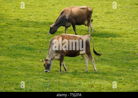 Jersey mucche al pascolo a Dartington Foto Stock