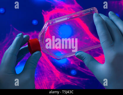 Biologo cellulare visualizzazione di cellule staminali coltivate red terreno di crescita in un vaso di coltura con l'immagine del microscopio della struttura di cella in background Foto Stock