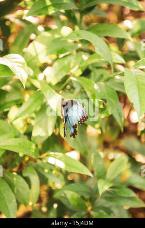 Butterfly Farm a Gamboa Rainforest Resort, Parco Nazionale di Soberania, Panamá Foto Stock