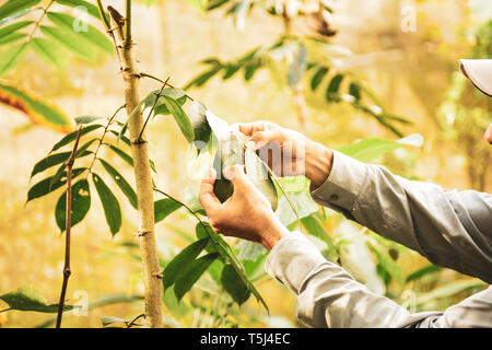 Butterfly Farm a Gamboa Rainforest Resort, Parco Nazionale di Soberania, Panamá Foto Stock