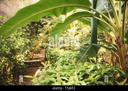 Butterfly Farm a Gamboa Rainforest Resort, Parco Nazionale di Soberania, Panamá Foto Stock