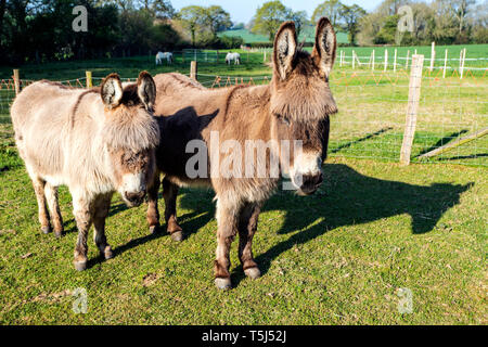 Due asini in Crowhurst Santuario degli animali Foto Stock