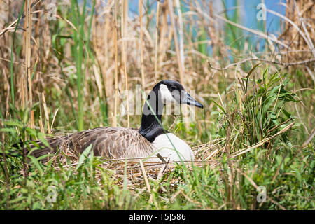 Nidificazione di oca Canadese seduta sul suo uova in canne. Erboso naturale lago sullo sfondo. Foto Stock