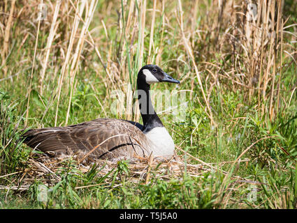Nidificazione di oca Canadese seduta sul suo uova in canne. Erboso naturale lago sullo sfondo. Foto Stock