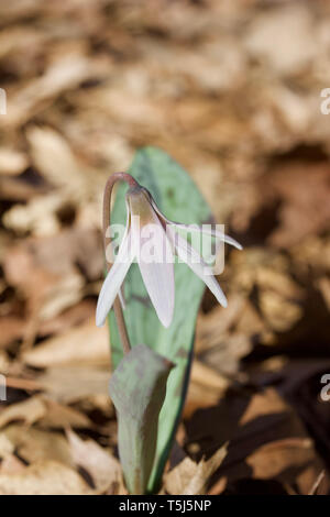 Vista ravvicinata della bella bianca trout lily fiori selvatici in fiore nel loro formato nativo habitat di bosco Foto Stock