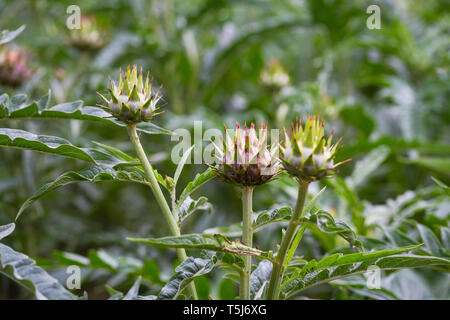 Campo di carciofi in crescita in campo in SaPa, il Vietnam Asia Foto Stock