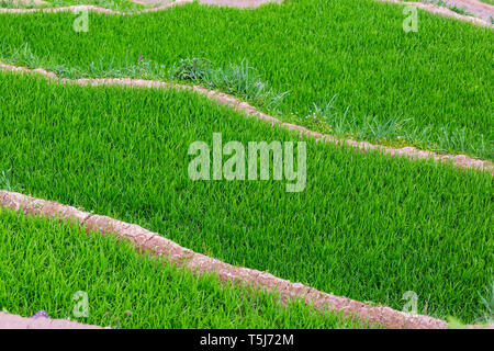 Dettaglio del riso terrazzati patty campo in SaPa, il Vietnam Asia Foto Stock