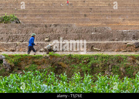 Agricoltore utilizzando una macchina rototiller sul riso patty campo in SaPa, il Vietnam Asia Foto Stock