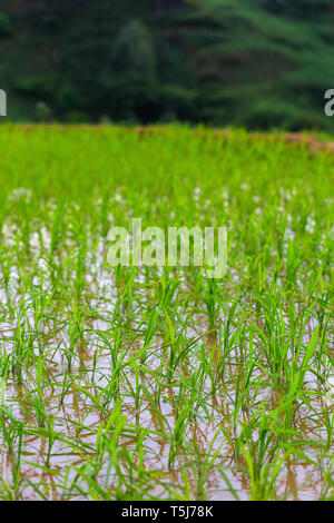 Dettaglio di appena piantato tortino di riso in campo SaPa, il Vietnam Asia Foto Stock