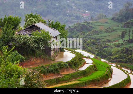 Agriturismo seduto sulla cima di un territorio rurale di riso terrazzati campo del tortino di sapa, il Vietnam Asia Foto Stock