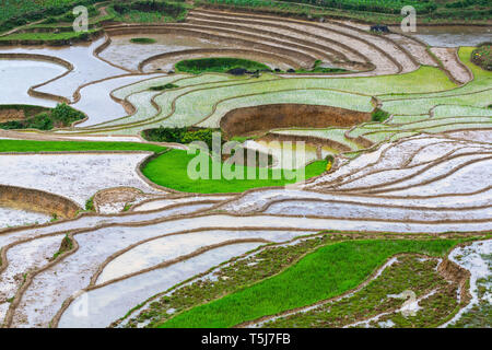 Rurale di riso terrazzati patty campo in SaPa, il Vietnam Asia Foto Stock