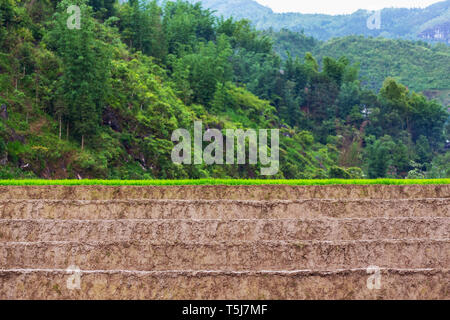 Riso terrazzati Patty Campo in SaPa, il Vietnam Asia Foto Stock