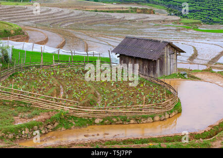 Piccolo fienile in terrazzati riso patty & campo di soia di sapa, il Vietnam Asia Foto Stock