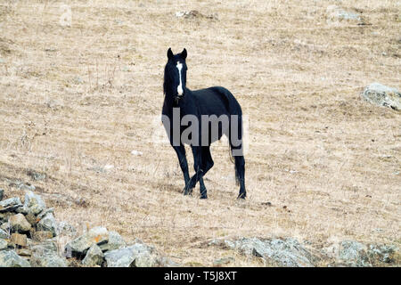 Crescente ai cavalli da corsa nel Caucaso. Cavalli al pascolo in inverno. Kabardian razza di cavalli da sella (Kabarda), ranch di cavalli Foto Stock