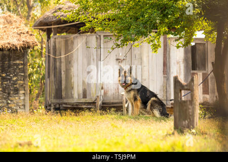 Un bellissimo pastore tedesco dog sitter sul prato con casa in legno sfondo Madi Nepal Foto Stock