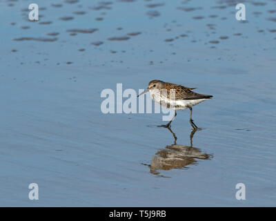 Dunlin Calidris alpina sulla spiaggia di Norfolk a fine aprile Foto Stock