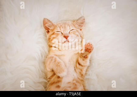 Carino, rosso gattino dorme sulla sua schiena e sorridente, zampe fino. Concetto di sonno e di buon mattino. Foto Stock