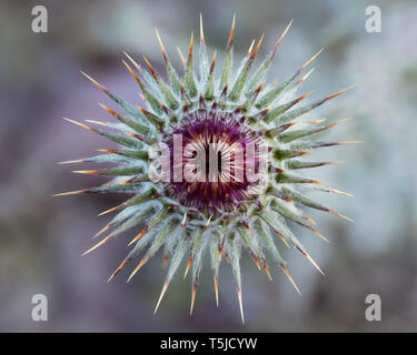 Nuovo Messico Thistle Bud Foto Stock