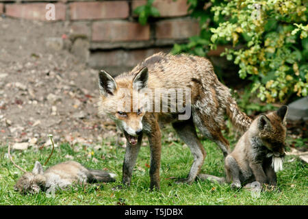 Una volpe cub giocando con sua madre di coda folta come lei mangia la sua prole in una zona residenziale giardino sul retro. Londra. 17.5.10 Foto Stock