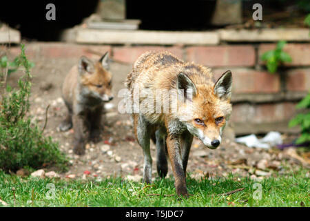 Una volpe cub giocando con sua madre di coda folta come lei mangia la sua prole in una zona residenziale giardino sul retro. Londra. 17.5.10 Foto Stock