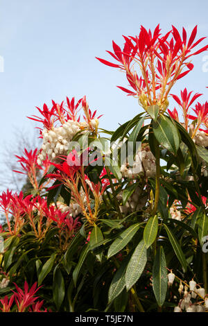 Sarcococca Japonica - Forest fiamma. Bracks rosso e bianco a forma di campana, fiori di primavera. Foto Stock