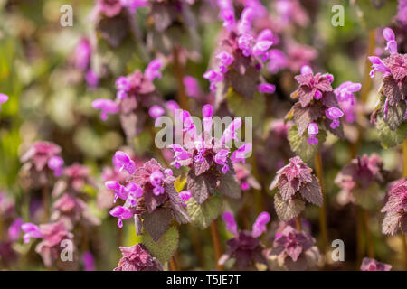 Fioritura Naturale Red dead ortica (Lamium purpureum). Foto Stock