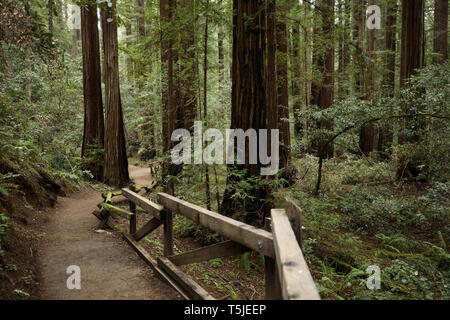 La Armstrong Redwoods Riserva Statale in a Guerneville, la California è la patria di migliaia di torreggianti alberi di sequoia (Sequoia sempervirens) che sono facilmente Foto Stock