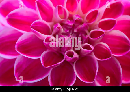 Bel fiore rosa di una dahlia violetta da vicino e macro mostra la bellezza naturale dei fiori nel giardino e sono il regalo perfetto Foto Stock