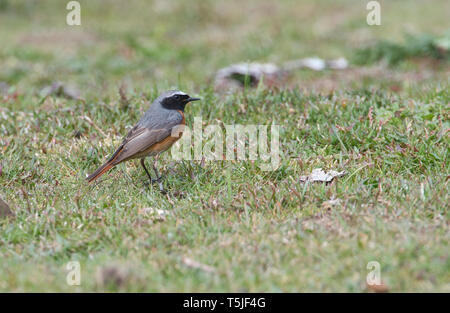 Maschio redstart comune (Phoenicurus phoenicurus) foraggio sul terreno Foto Stock