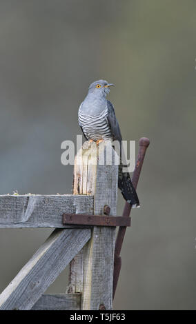 Maschio (cuculo Cuculus canorus) sorge su un antico cancello Foto Stock