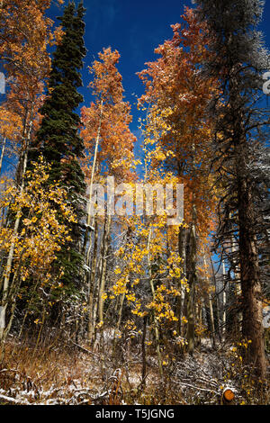 Golden aspen alberi e pini in caduta con un tocco di Neve Montagne Wasatch, Utah Foto Stock