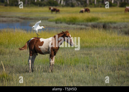 Famoso pony selvatici di Chincoteague e airone bianco maggiore, Chincoteague National Wildlife Refuge, Virginia Foto Stock