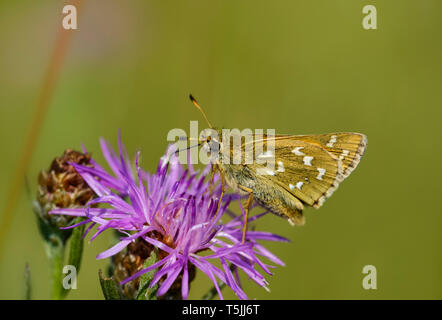 Argento-spotted skipper su viola testa di fiori Foto Stock