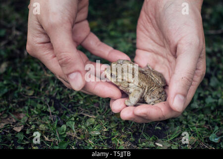 Close-up di donna che mantiene il rospo europea in mano Foto Stock