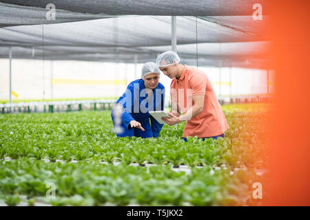 Lavoratori di serra di ispezionare le piante, con tavoletta digitale Foto Stock