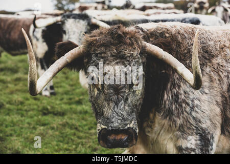 Inglese Longhorn mucca in piedi su un pascolo, guardando la fotocamera. Foto Stock