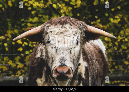 Inglese Longhorn mucca in piedi su un pascolo, guardando la fotocamera. Foto Stock