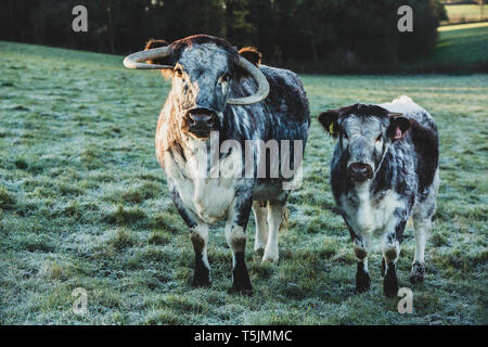 Inglese Longhorn mucca e vitello in piedi su un pascolo. Foto Stock