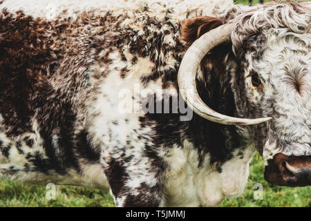 Close up inglese Longhorn mucca in piedi su un pascolo. Foto Stock