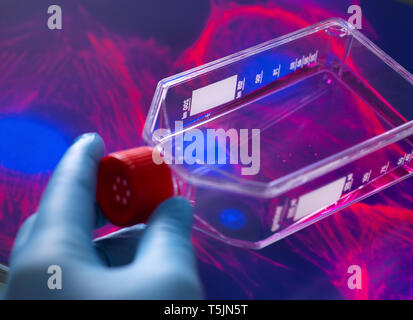 Biologo cellulare visualizzazione di cellule staminali coltivate red terreno di crescita in un vaso di coltura con l'immagine del microscopio della struttura di cella in background Foto Stock