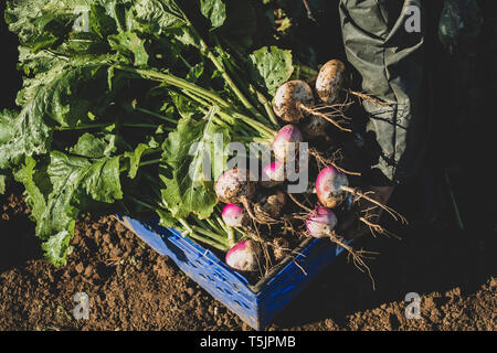 Un mazzetto di appena raccolto rape dal campo in una cassa blu, con il suolo, verdure fresche Foto Stock